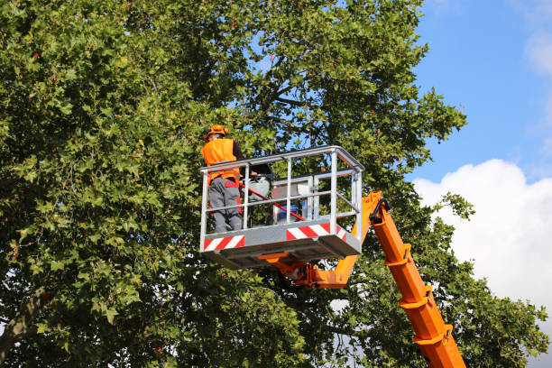 Best Hazardous Tree Removal  in Spinnerstown, PA